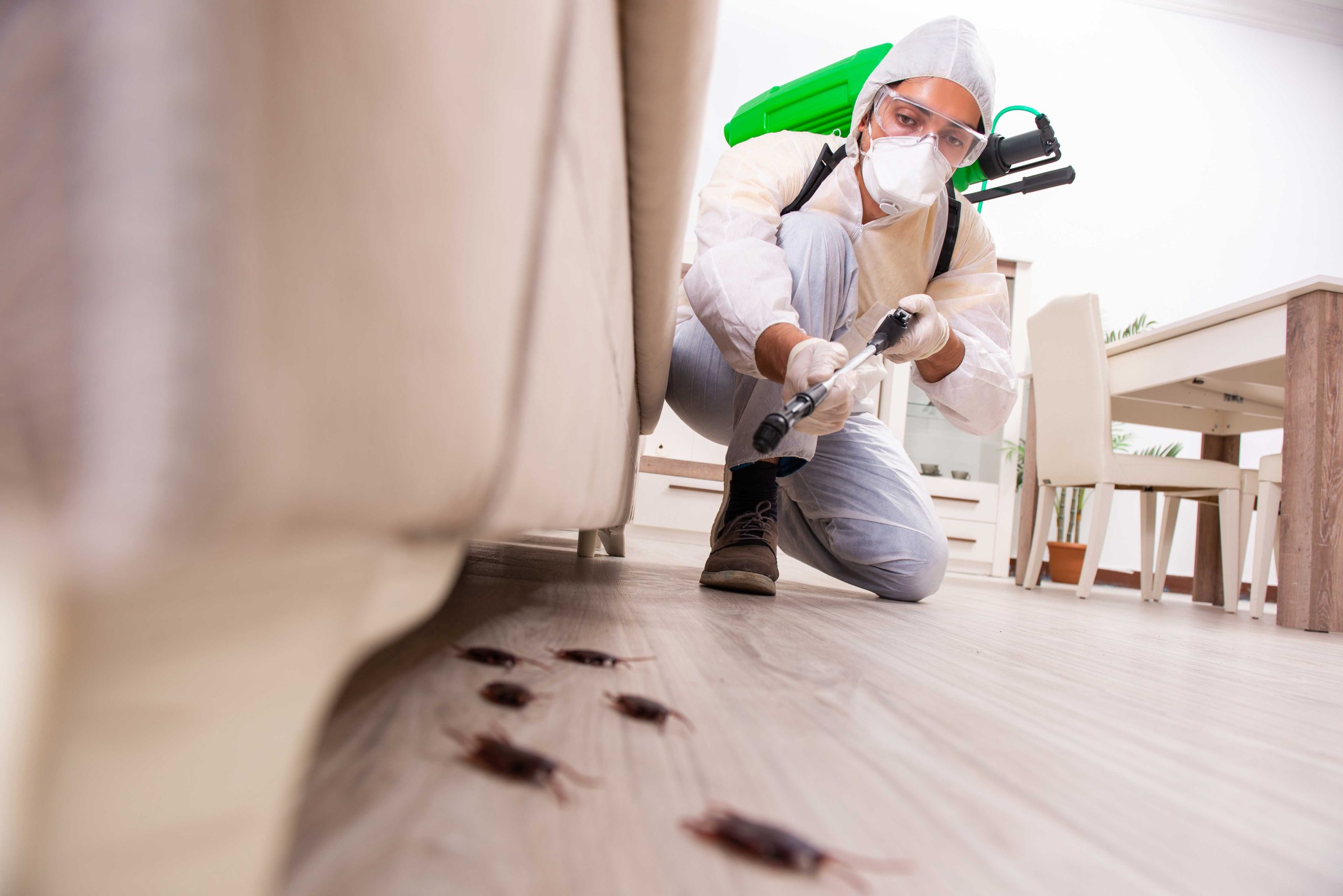 Pest control professionals in Long Beach, CA getting rid of termites.